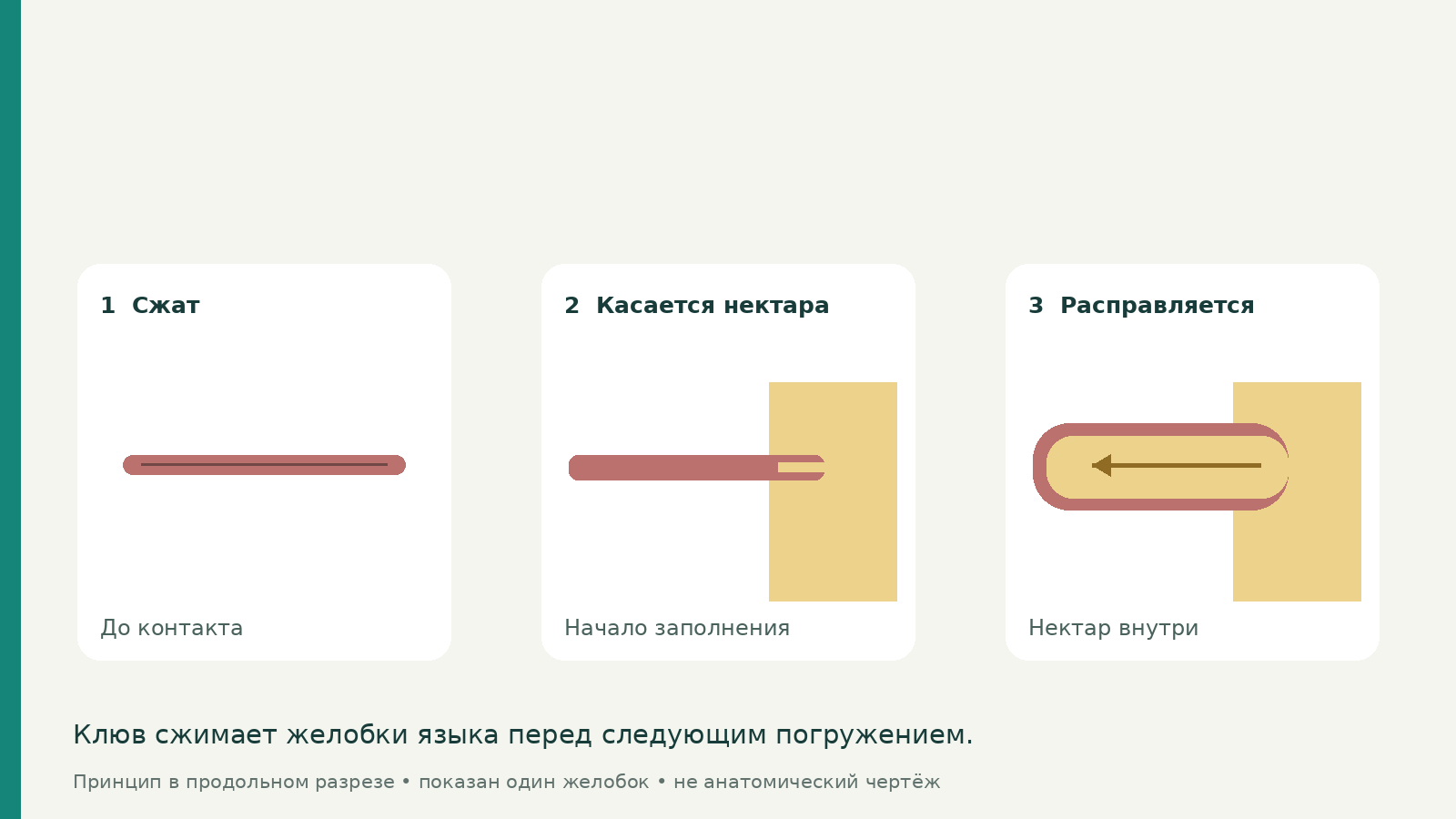 Три состояния условного желобка языка: сжат, касается нектара, расширяется и заполняется